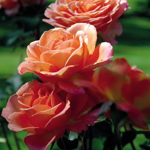 ALBRECHT DÜRER ROSE