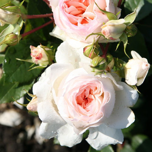 STEPHANIE BARONIN ZU GUTTENBERG ROSE