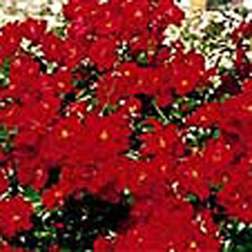 AUSTRIANA